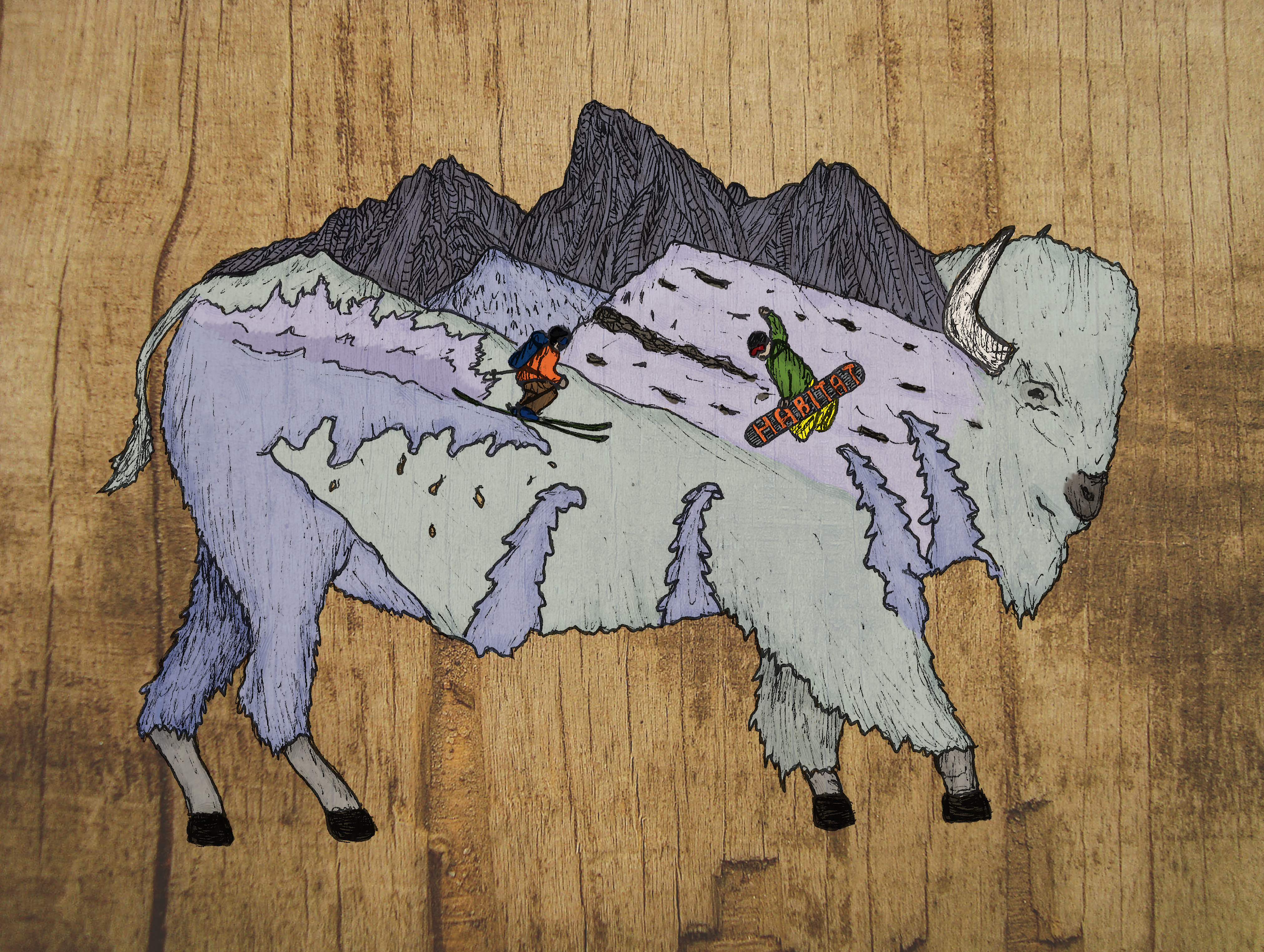 Teton Bison