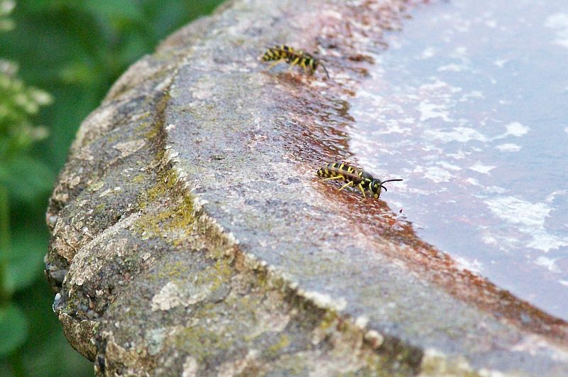 Thats a Birdbath... But Your Not Birds...