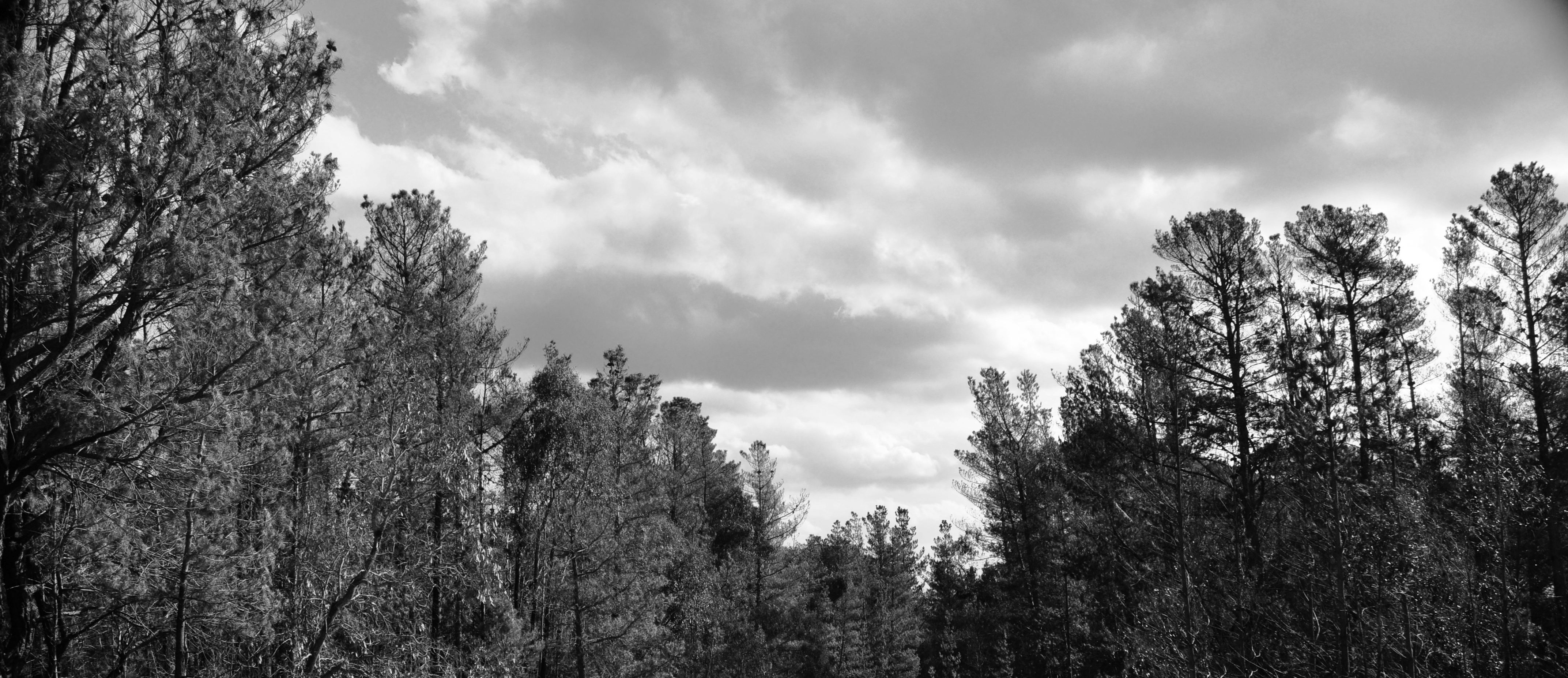 The Bush In Black And White