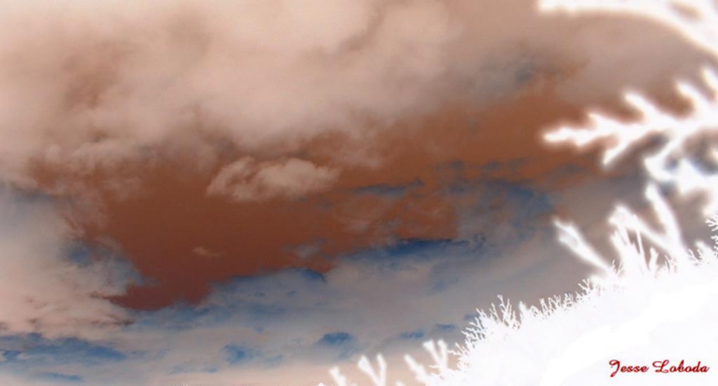 The bush is glowing and the sky is burning