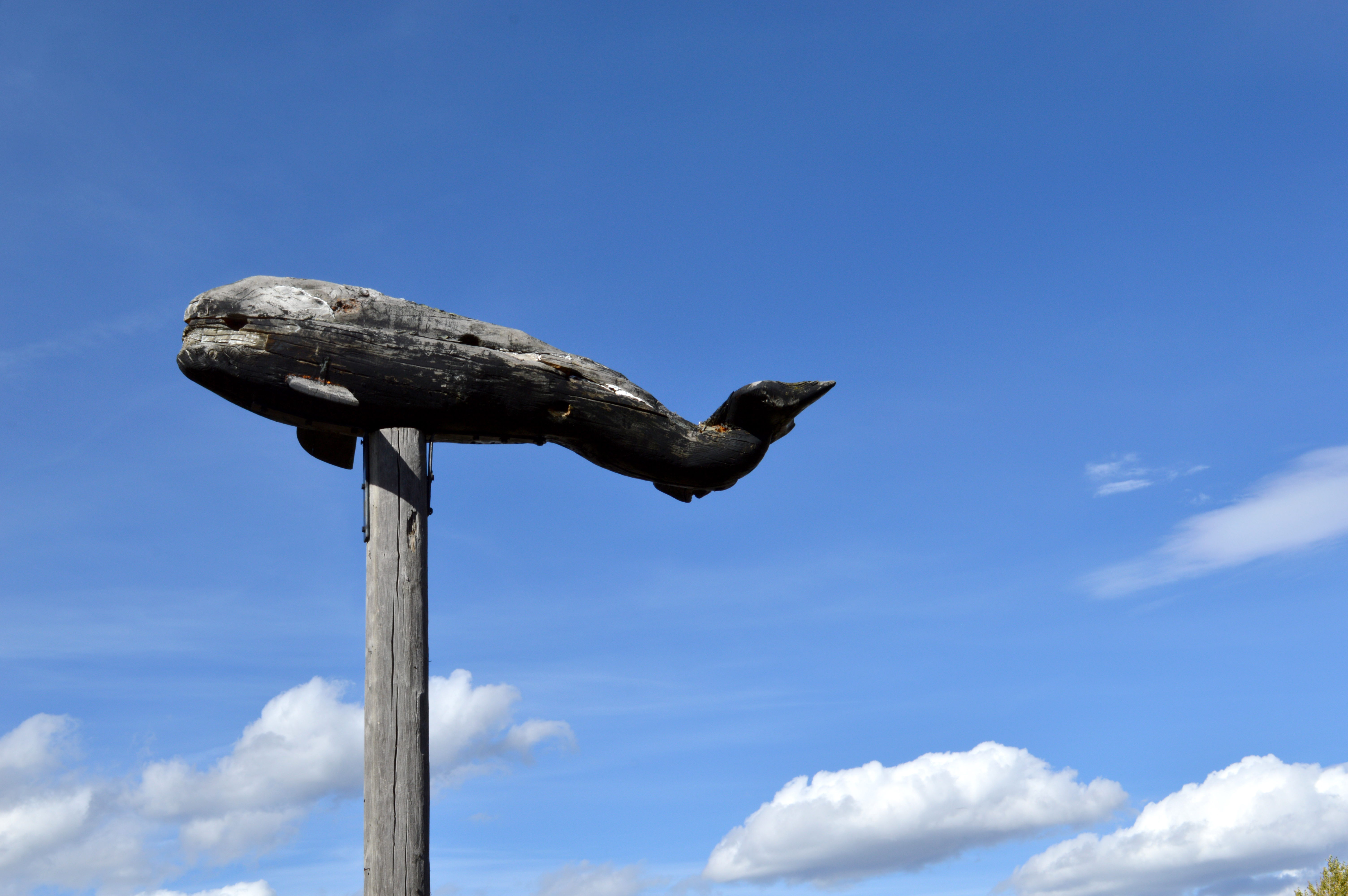 The Famous Whale At Bridger Bowl