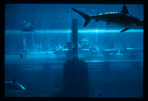 The Shark Tank, look closely for people in inner tubes