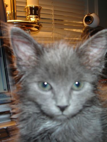 This cat is creepy but cool