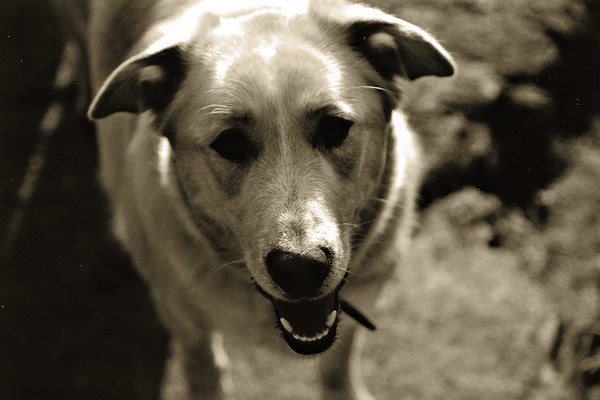 This dog farted the entire time we were hiking