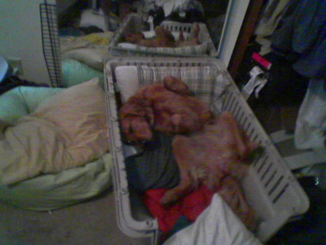 This is my bitch. legs spread out as usual