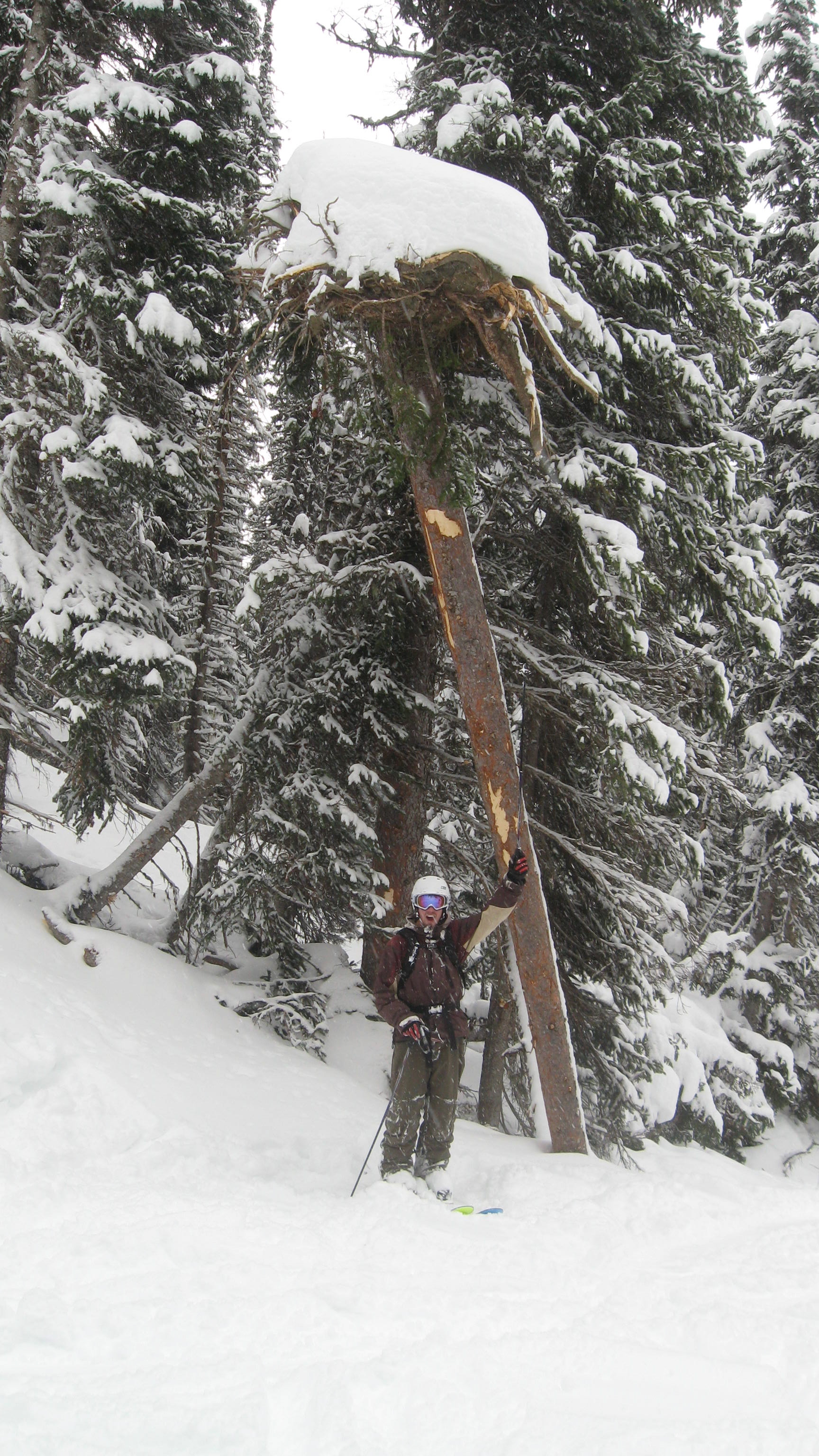 This tree is upside down