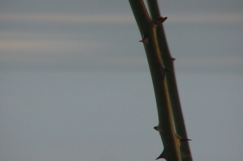 Thorns (from some video I took)