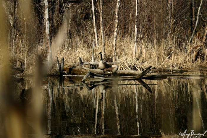 Through a Predators Eyes