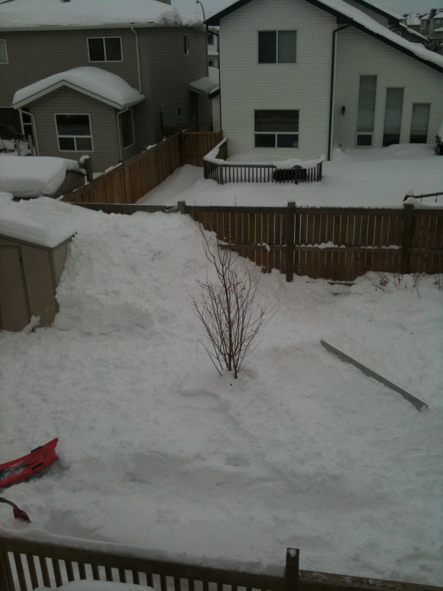 Tiny Backyard set up