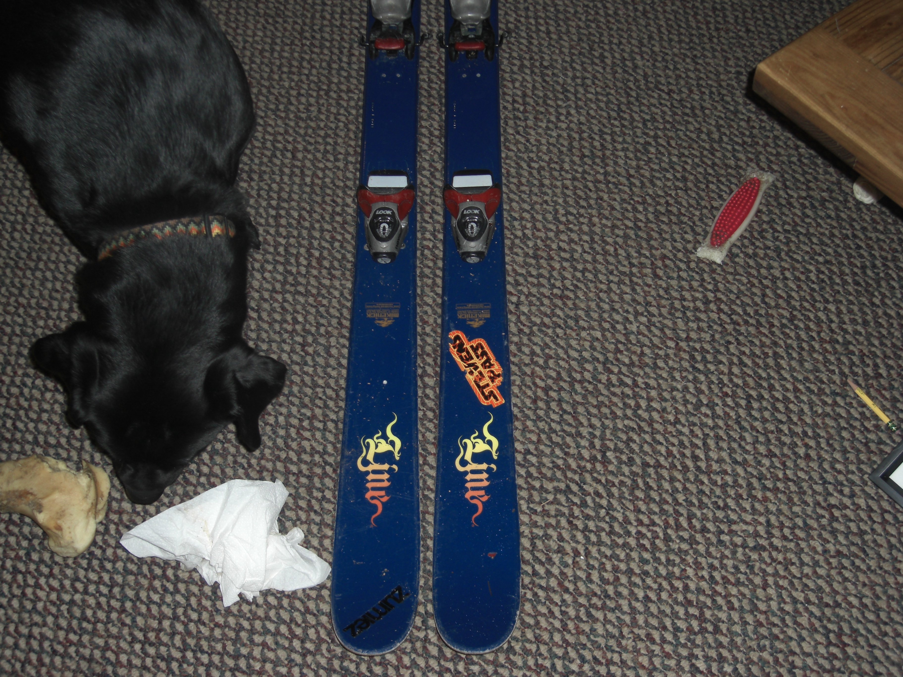 Tips and my black lab