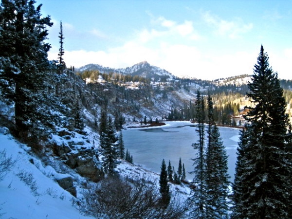 Tonys grove early winter