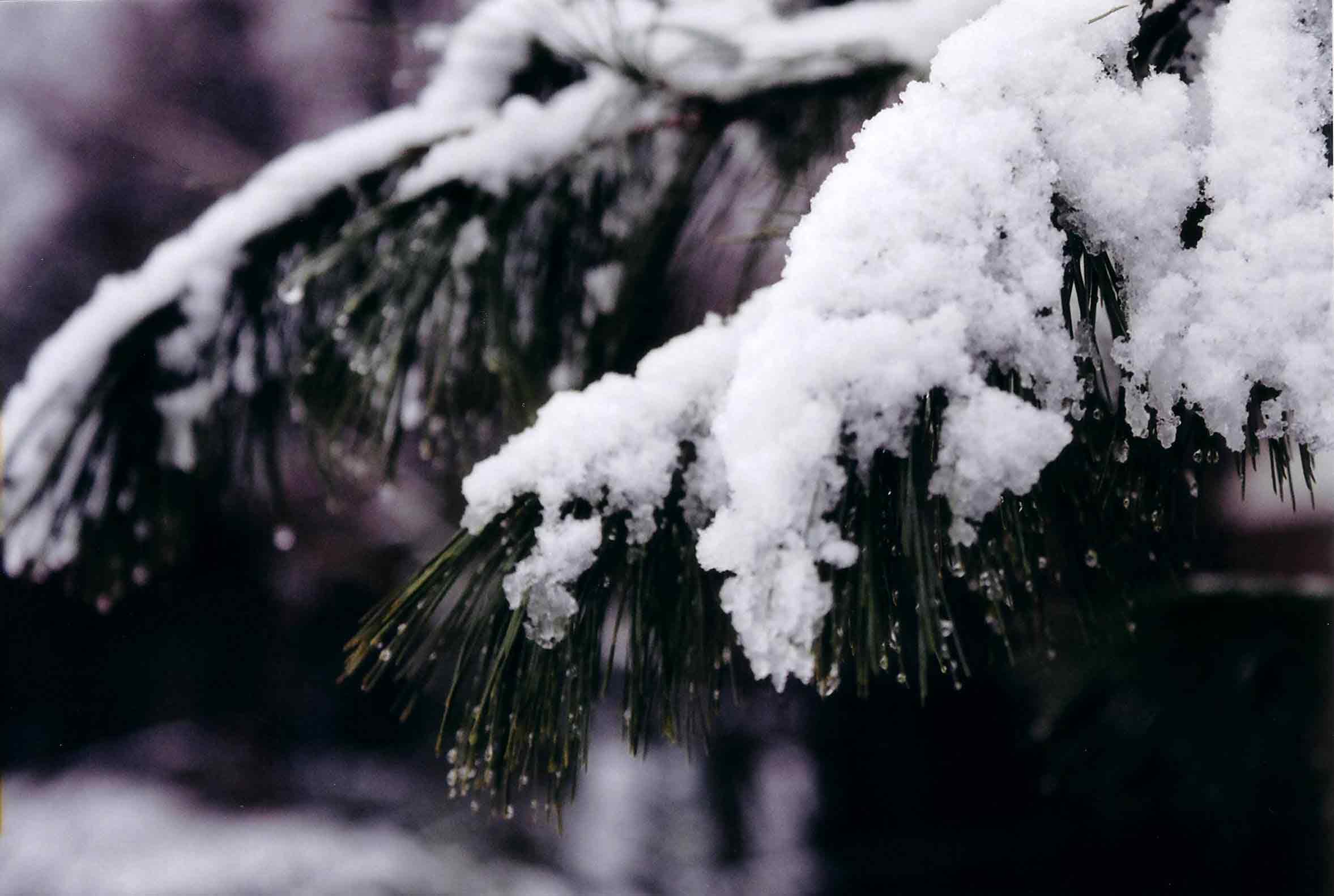 tree avec le snow thats white