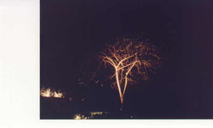 tree: bad quality, good idea