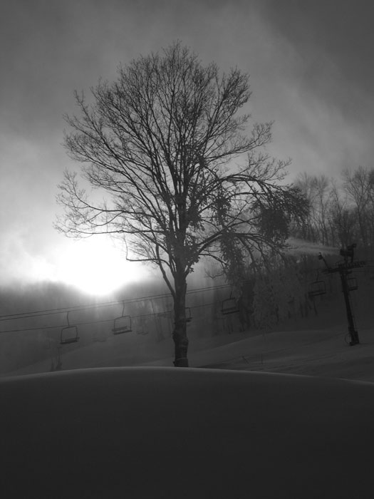 Tree during snowmaking
