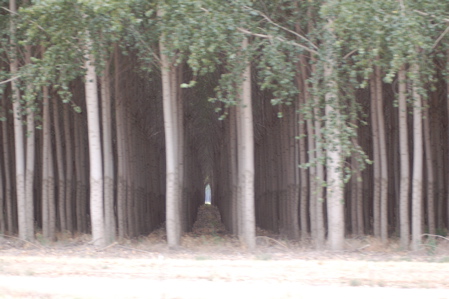 Tree Farm in Oregon
