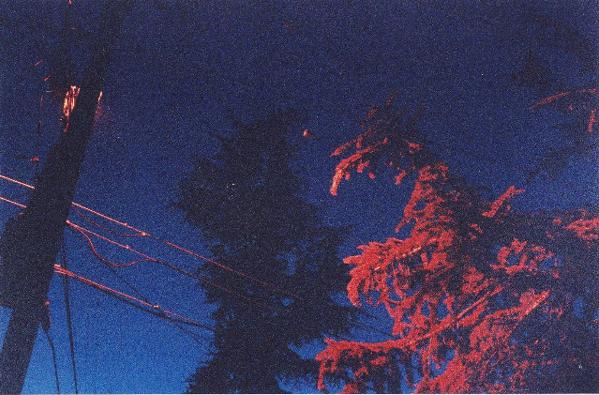 tree lit by a street light