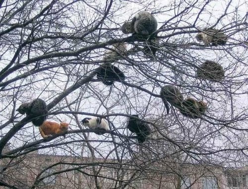 Tree of cats