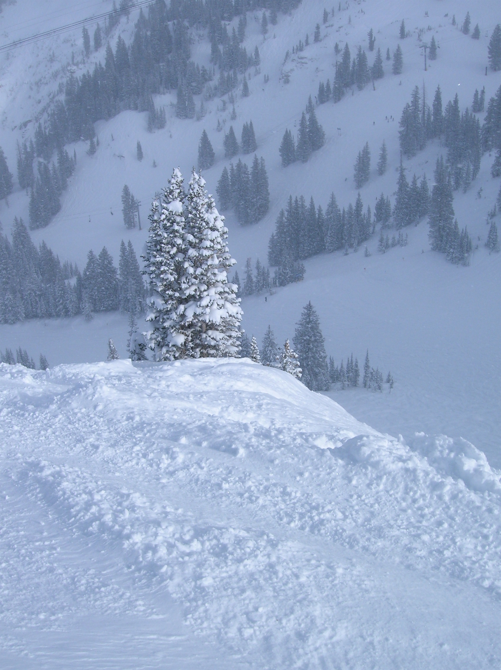 Tree on Cirque Traverse