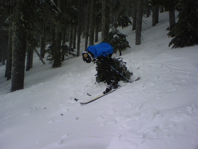 Tree ride