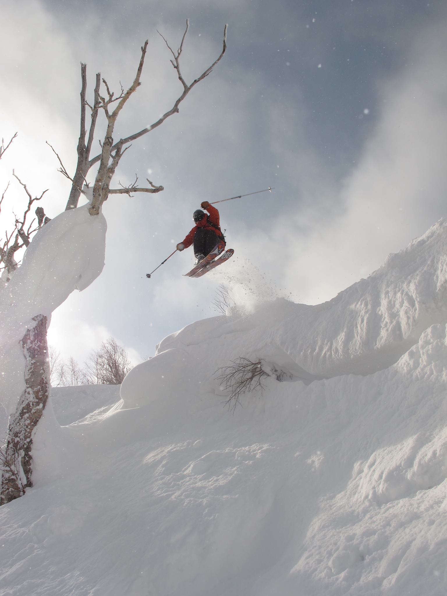 Tree Tapper off the Cornice