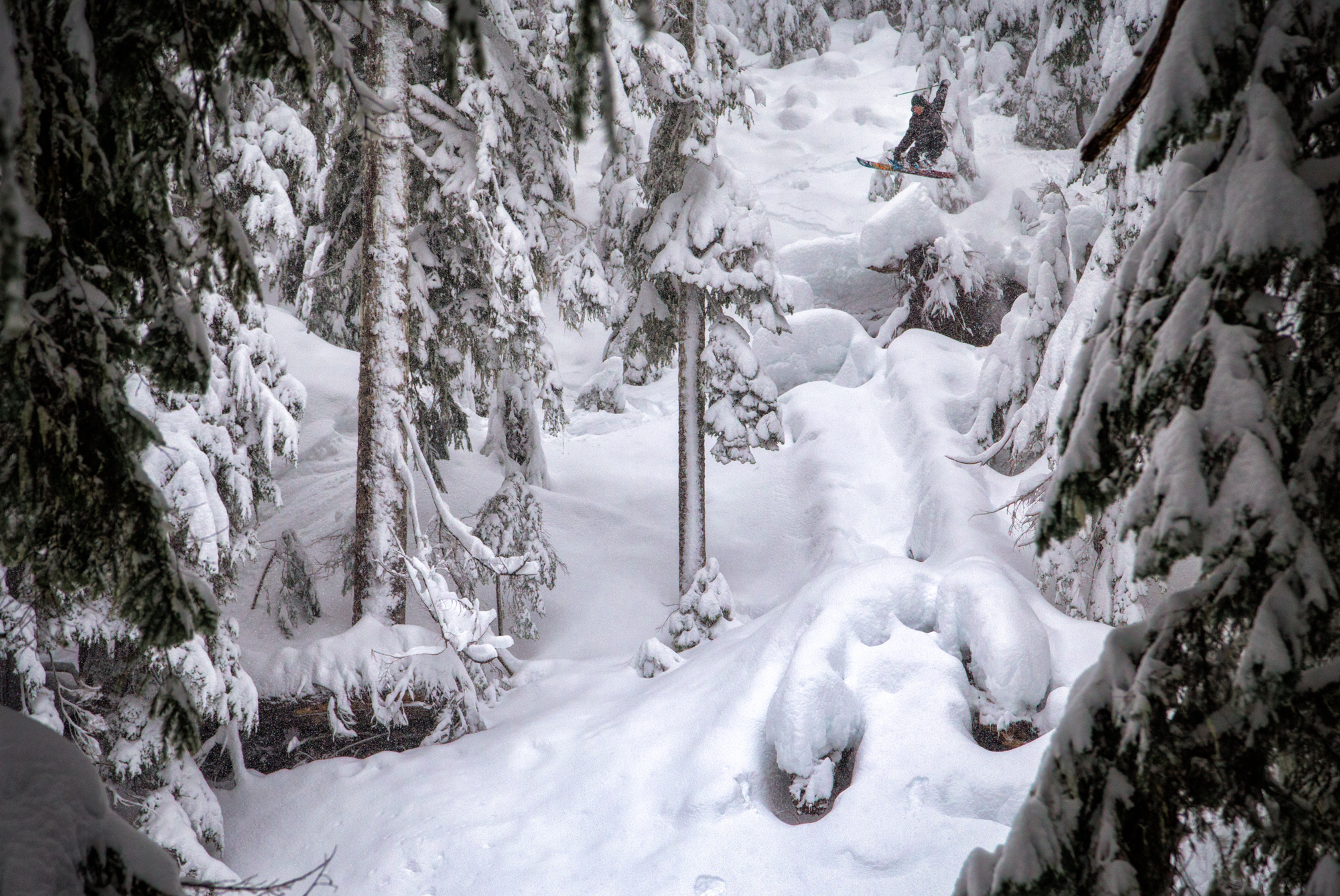 Tree Tranny Harvesting