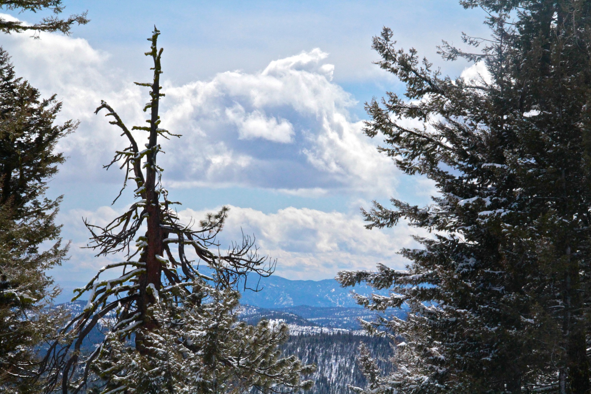 Trees and Clouds