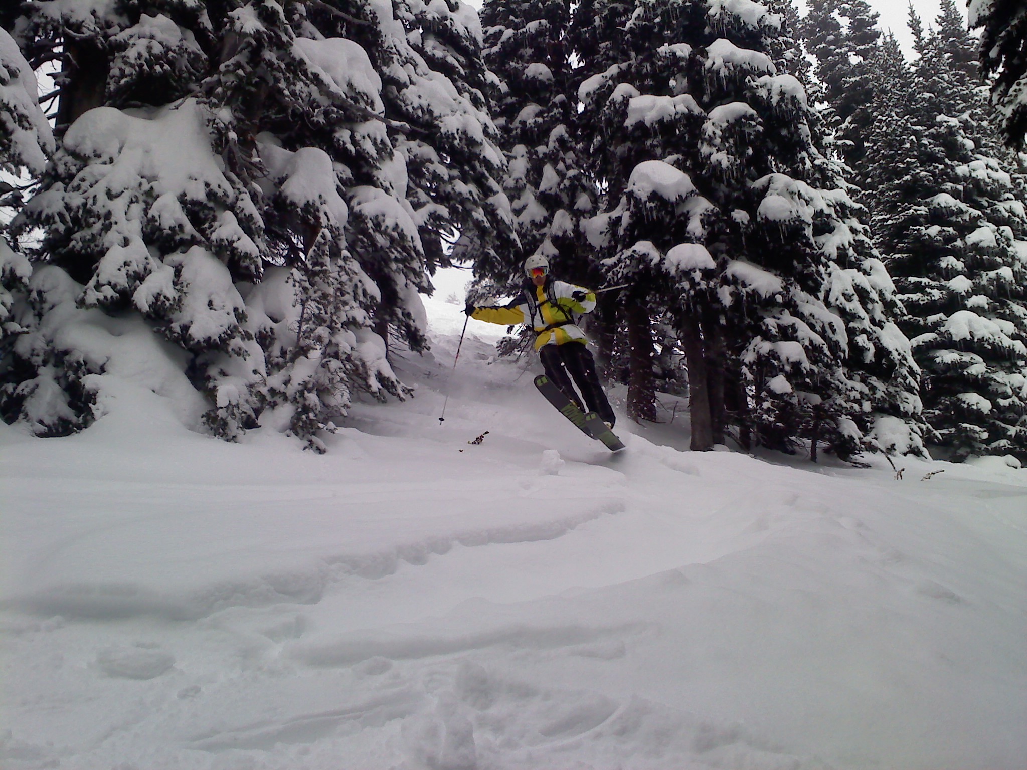 Trees at Crystal