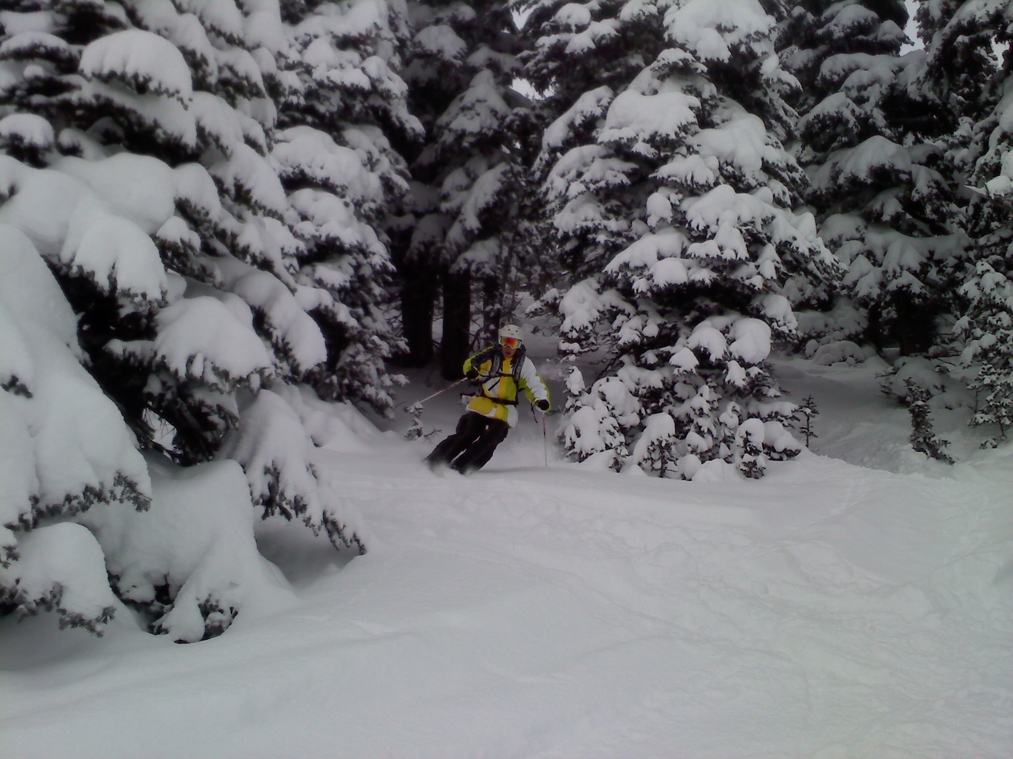 Trees at Crystal