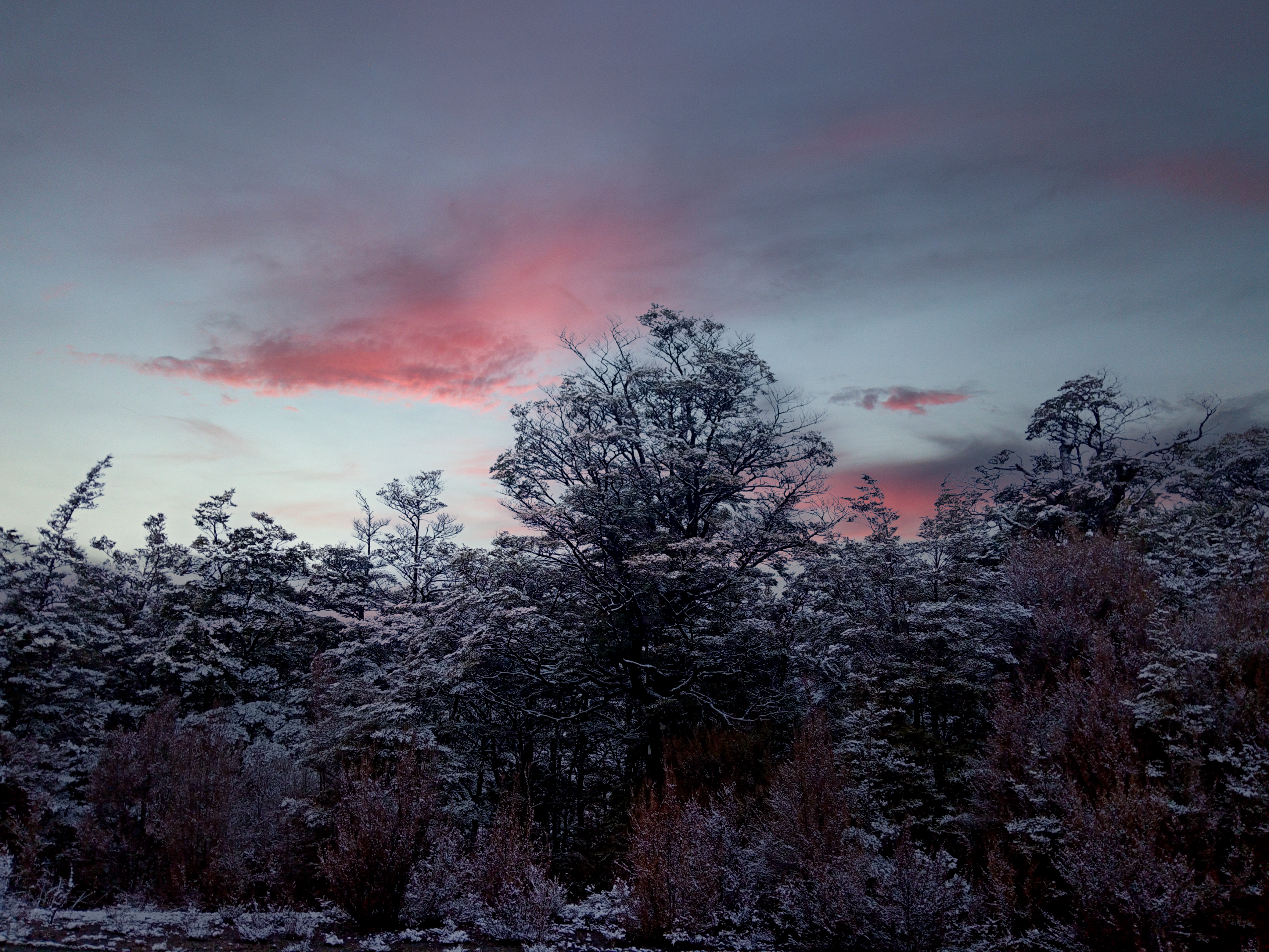 Trees at sunset 