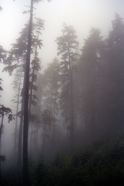 Trees in Fog