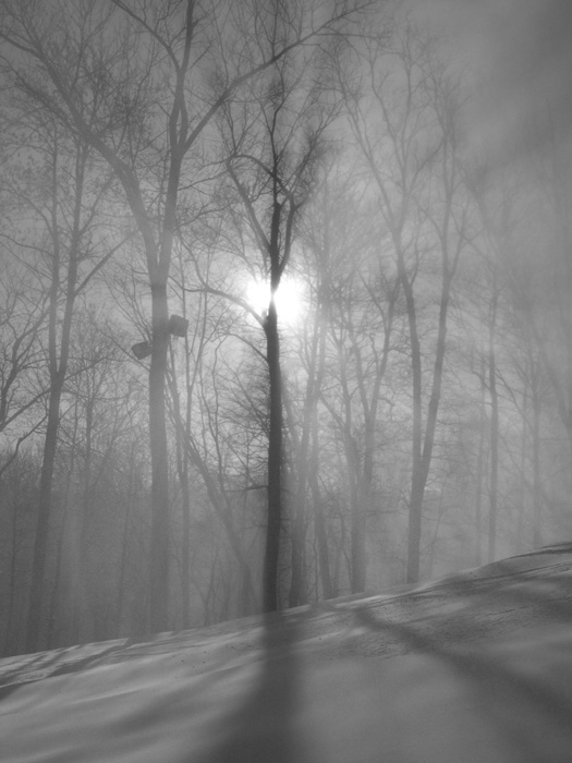 Trees in snowmaking with the sun