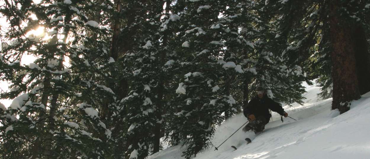 Trees Loveland November