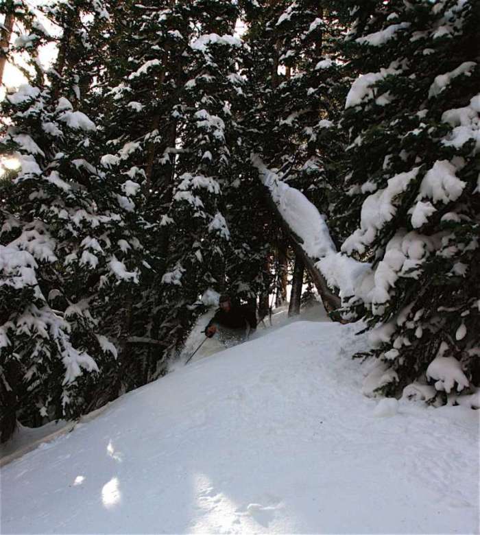 Tree's Loveland Pass November