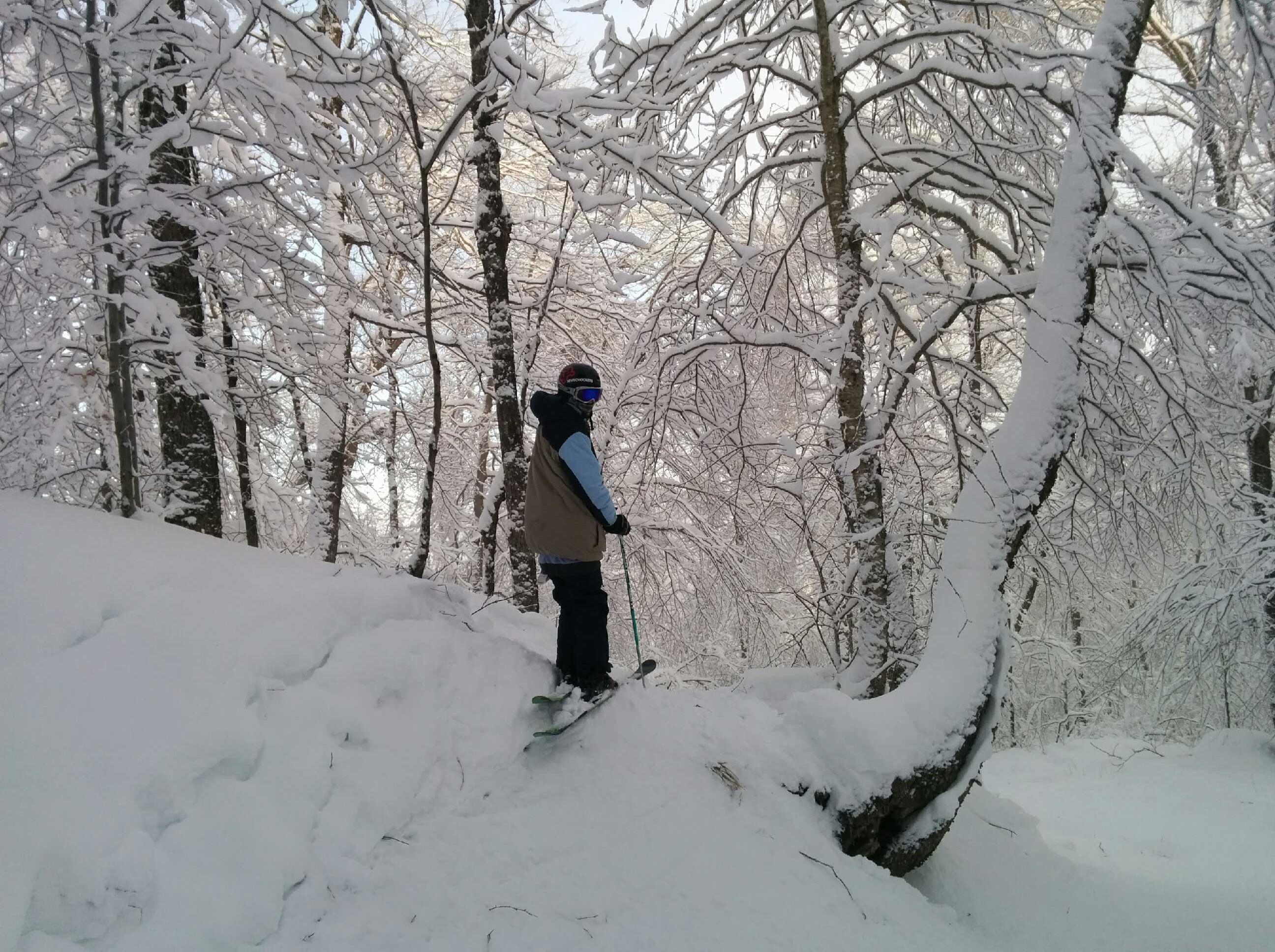 Tremblant Trees back in 2015.