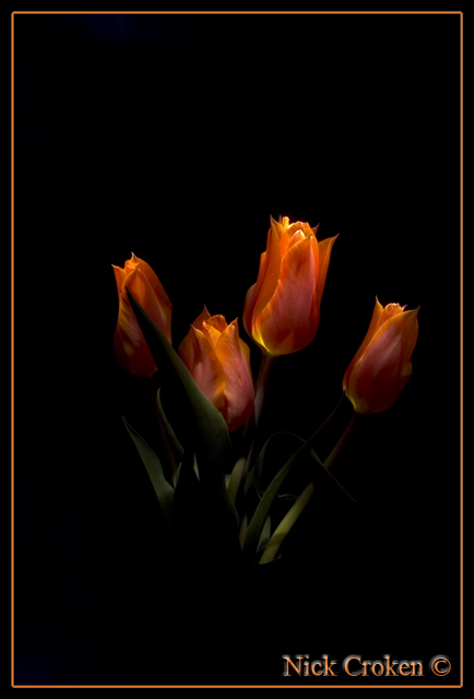 Tulips