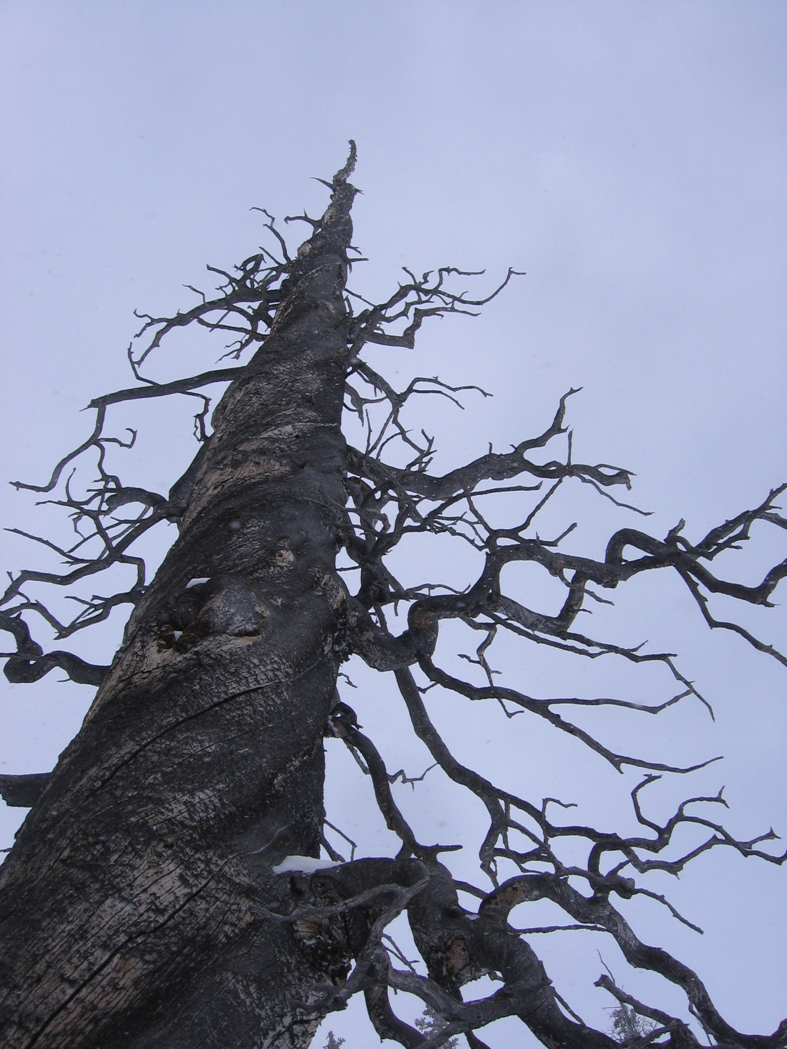 Twisty Tree on Berthoud