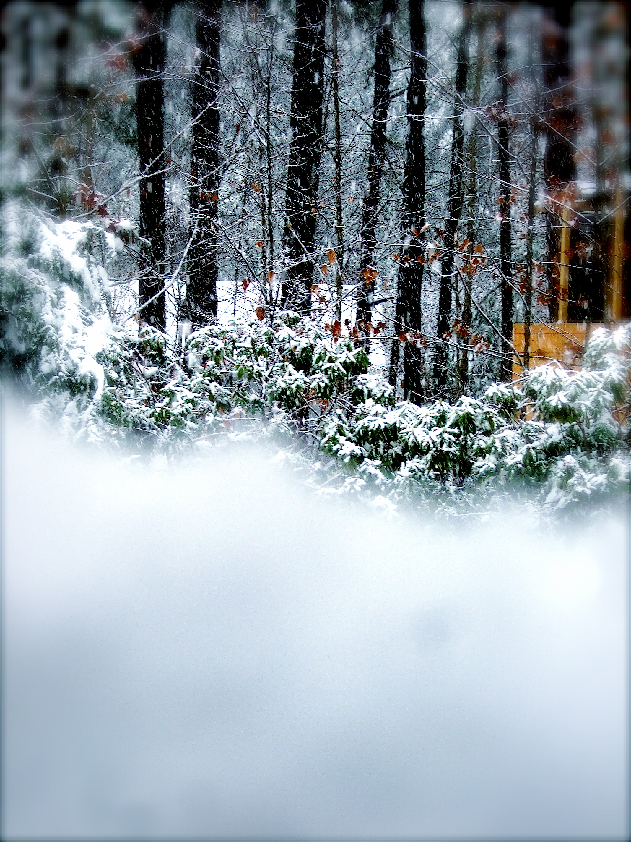 Unfinished tree fort