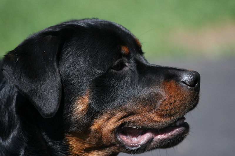 Vicious Rottweiler
