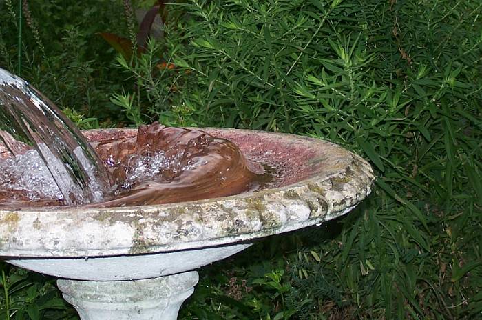 Water in the Birds Bath.