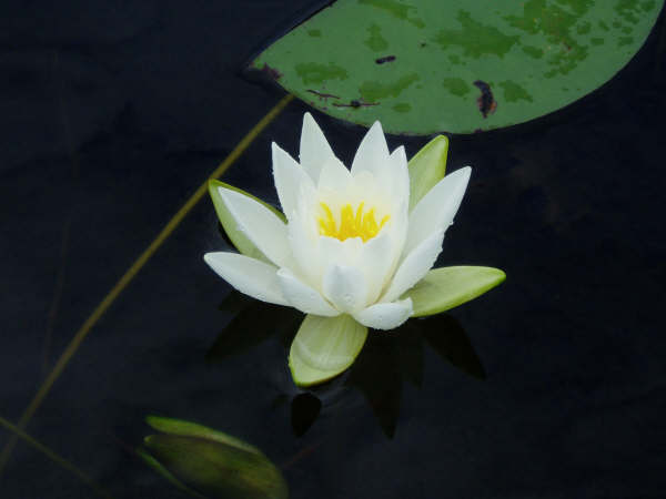 Water Lilly