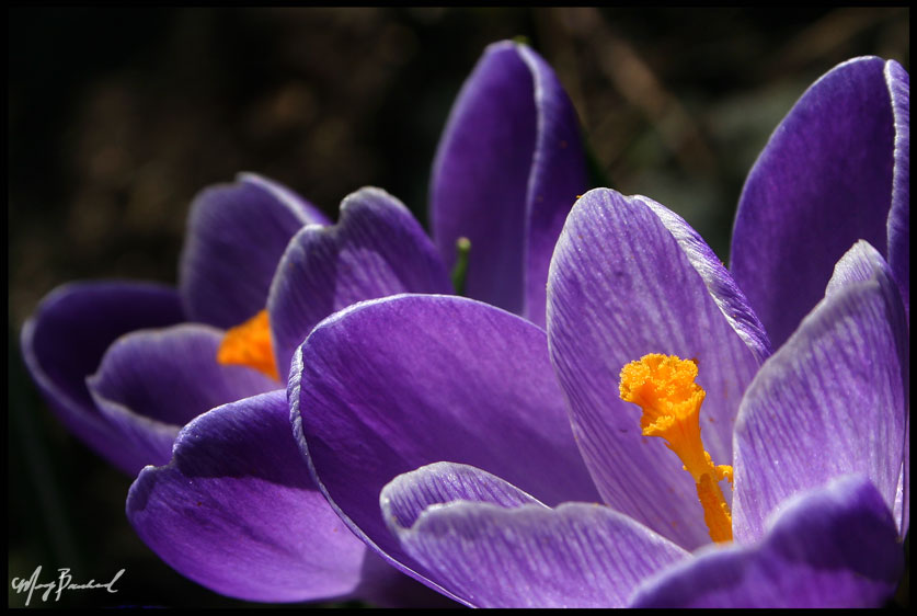 We All Need Stamen-a