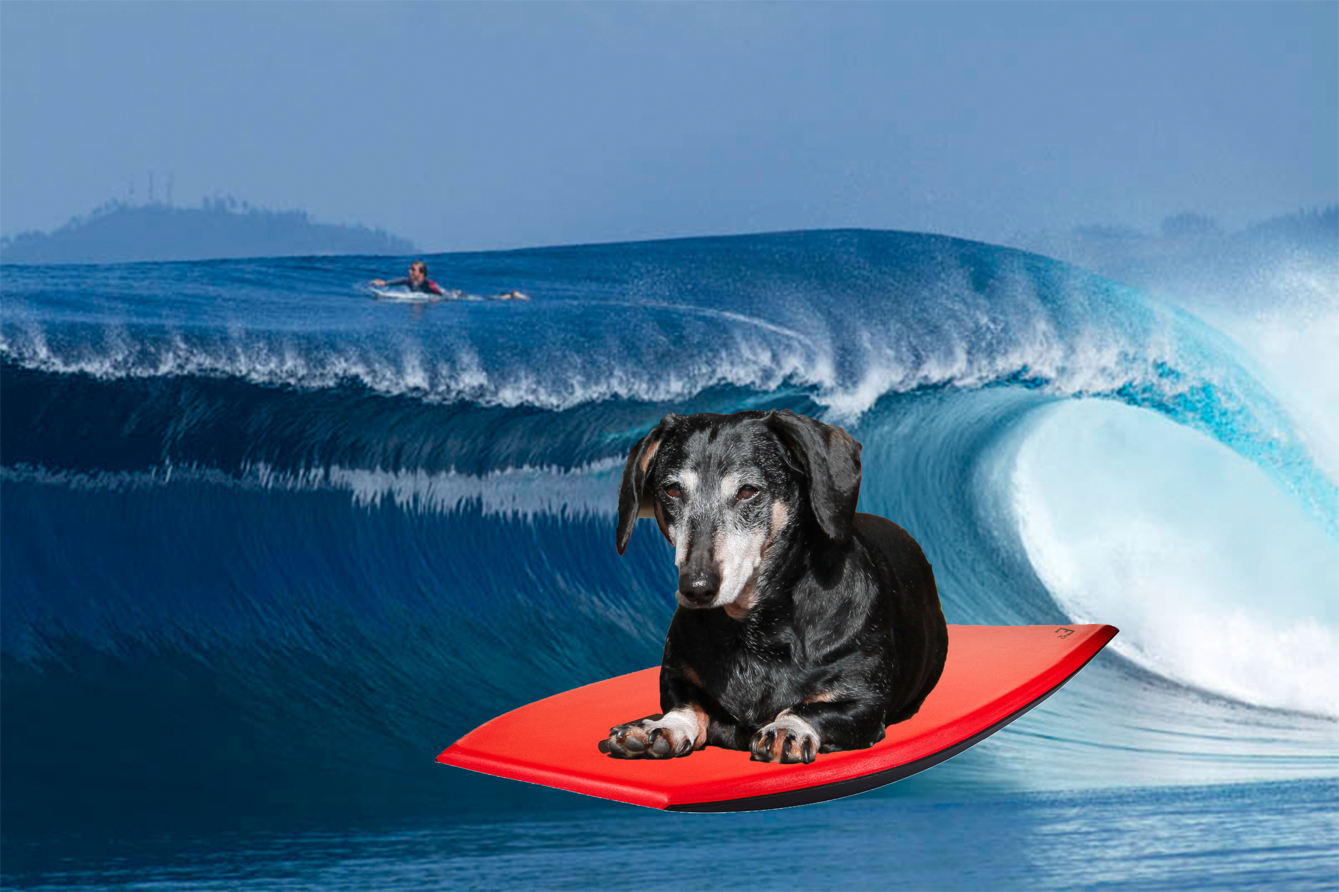 Weiner dog shredder
