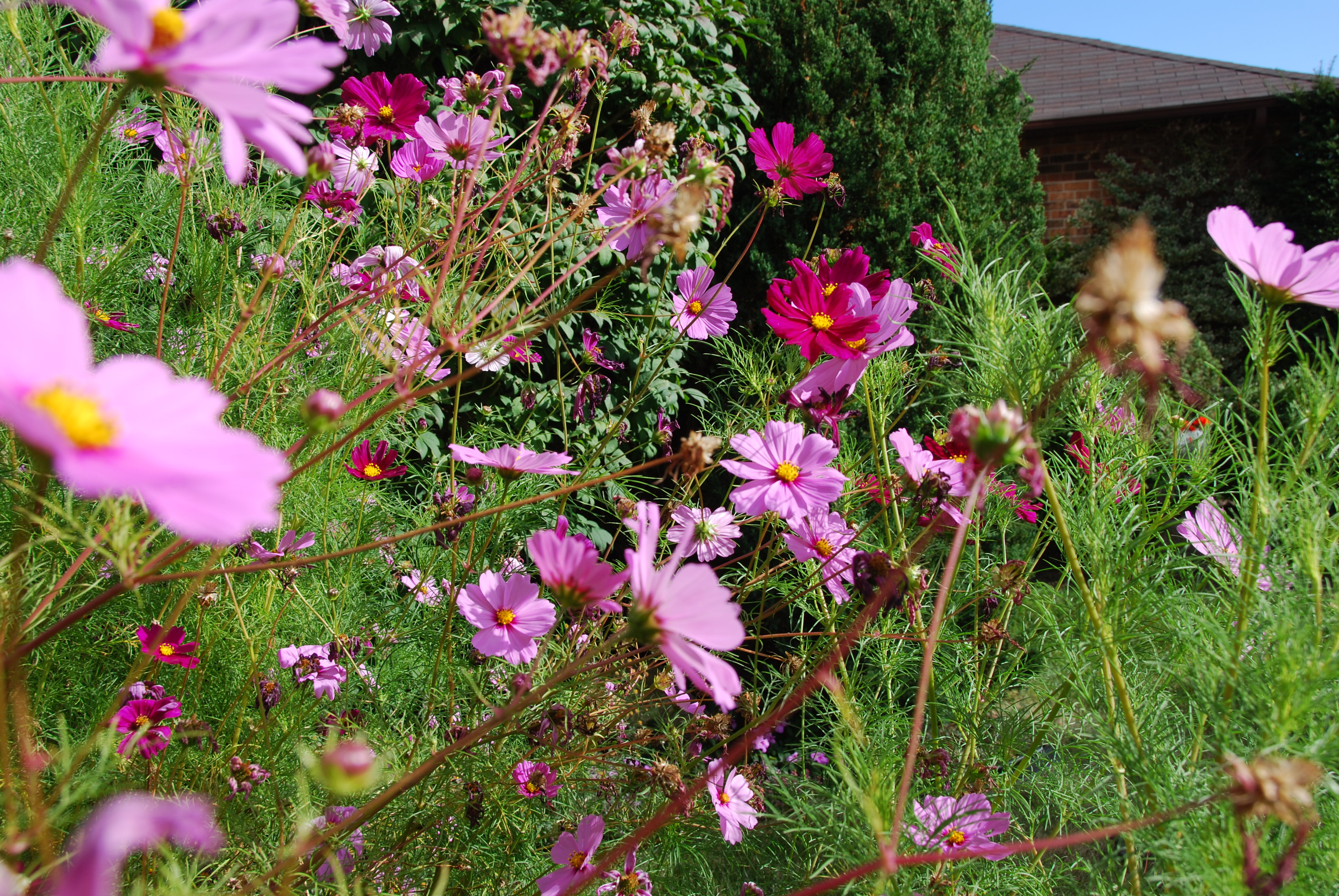 Weird... some more flowers