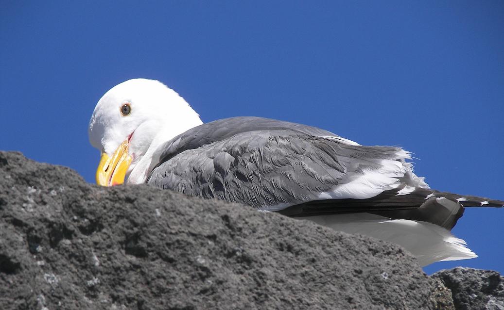 Western Gull