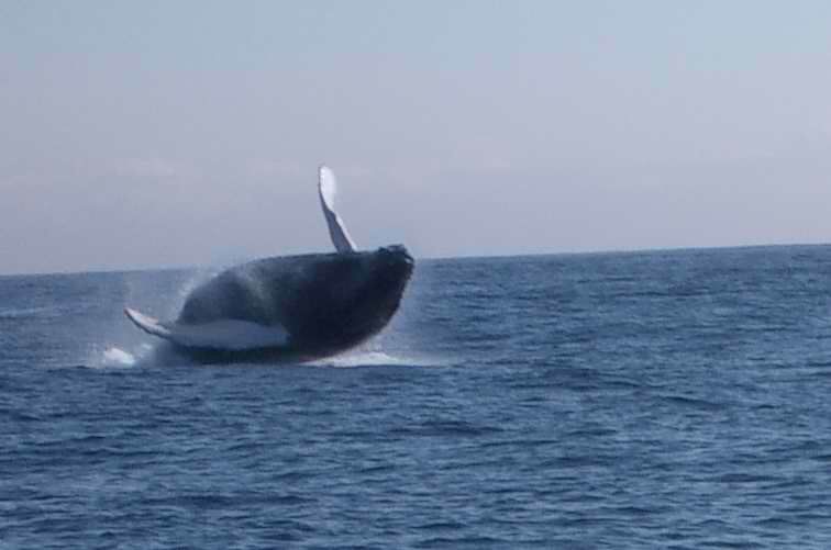 whale