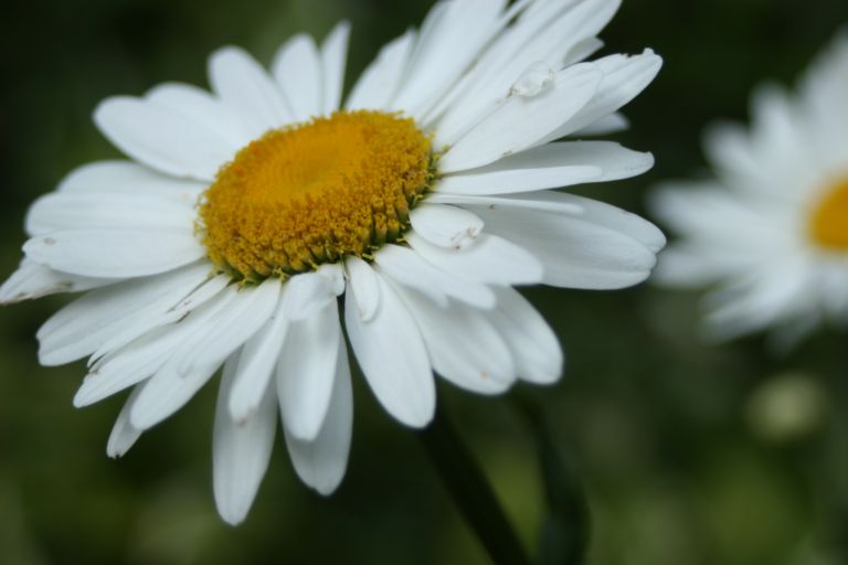 White Flower! No photoshop