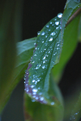 Who will stop the rain?