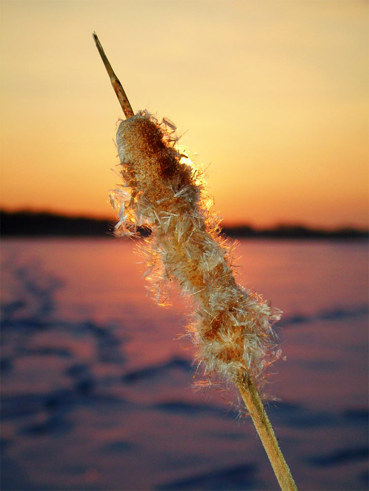 ya gotta wake up early