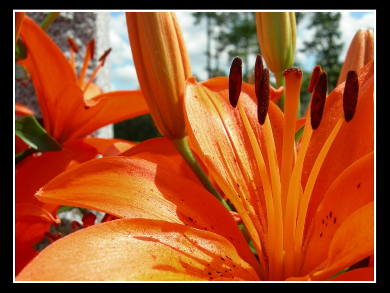 Yay for things being orange