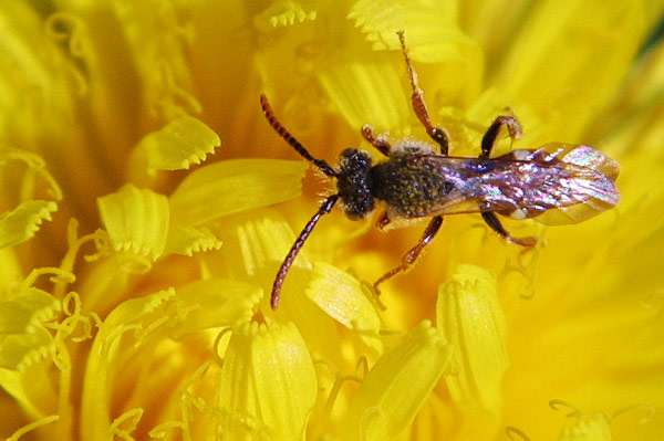 Yellow makes you go craaaaaazy